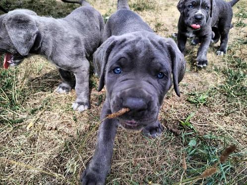 Cane Corso pups – Geboren op 10 juni, Dieren en Toebehoren, Honden | Bulldogs, Pinschers en Molossers, Meerdere dieren, Overige rassen