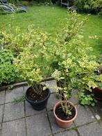 3 Ligustrum ovalifolium ,Aureum', Tuin en Terras, Ophalen, Liguster, Struik, Minder dan 100 cm