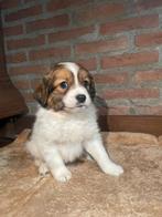 Kooiker pups, raszuiver., Dieren en Toebehoren, Parvo, Overige rassen, 8 tot 15 weken, Meerdere dieren