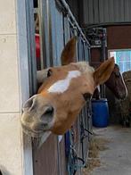 Lieve E-pony als coach pony, therapie pony of weidemaatje, Dieren en Toebehoren, 11 jaar of ouder, E pony (1.48m - 1.57m), Merrie