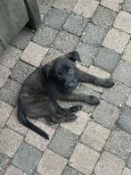 X herder pups mogen weg per 10-07-2025. WERKLIJN!, Dieren en Toebehoren, Honden | Herdershonden en Veedrijvers, CDV (hondenziekte)