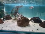 Marbled Zebra cichliden, Amatitliana Nigrofasciata marbled, Dieren en Toebehoren, Vissen | Aquariumvissen, Vis, Zoetwatervis