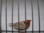 jong koppel oranjeborst zwartborst isabel bruin zebravinken, Dieren en Toebehoren, Vogels | Overige Vogels, Meerdere dieren