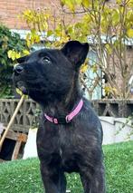 Mechelse Herder X Hollandse Herder‼️‼️, Dieren en Toebehoren, 8 tot 15 weken, Meerdere, Meerdere dieren, Herder