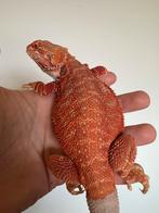 Super rood gekleurde baardagaam man, Dieren en Toebehoren, Reptielen en Amfibieën, Hagedis, 0 tot 2 jaar