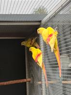Pastel en split pastel bergparkiet poppen, Dieren en Toebehoren, Vogels | Parkieten en Papegaaien, Meerdere dieren, Parkiet