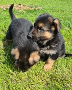Mooi Duitse herder pups, Dieren en Toebehoren, Honden | Herdershonden en Veedrijvers, CDV (hondenziekte), Meerdere, 8 tot 15 weken