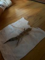 Luipaardgekko, Hagedis, Met terrarium, 0 tot 2 jaar