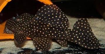 L240, Leporacanthicus cf. galaxias 15 cm!!! beschikbaar voor biedingen