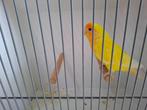 Roseicolli, Dieren en Toebehoren, Vrouwelijk, Dwergpapegaai of Agapornis