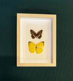 Ingelijste tropische vlinders – Uniek natuurkunstwerk, Ophalen of Verzenden, Nieuw, Insect, Opgezet dier