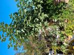 grote vijgenboom, Tuin en Terras, Planten | Bomen, Ophalen, Volle zon, Overige soorten