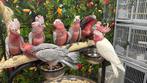 Jonge rose kaketoe’s incl getest, Meerdere dieren, Papegaai, Pratend
