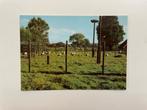 D853 Oude ansichtkaart Gelderland : 't Zand Gorssel, Ophalen of Verzenden, 1960 tot 1980, Ongelopen, Gelderland