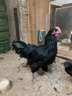 Lieve jonge haan. Australorp., Dieren en Toebehoren, Pluimvee, Mannelijk, Kip