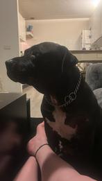 Super lief teefje, 6 jaar of ouder, Rabiës (hondsdolheid), Teef, Groot