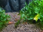 Red ruby garnalen, Dieren en Toebehoren, Kreeft, Krab of Garnaal, Zoetwatervis, Schoolvis