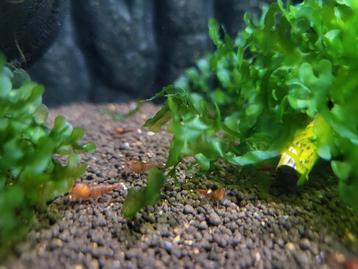 Red ruby garnalen  beschikbaar voor biedingen
