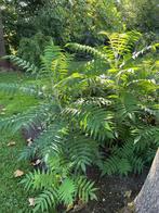 Fluweelbomen, Ophalen, Volle zon, 100 tot 250 cm