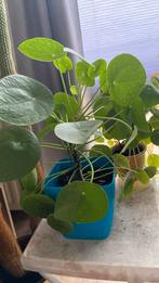 Pannekoekenplanten, diverse grootte, Ophalen of Verzenden, Overige soorten, Minder dan 100 cm