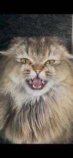 Superlieve scottish fold longhair, Dieren en Toebehoren, Katten en Kittens | Raskatten | Korthaar, Poes, Gechipt, 0 tot 2 jaar