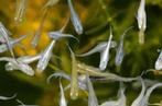 Medaka (vijver) visjes - Japanse rijstvisjes Oryzias latipes, Dieren en Toebehoren, Vissen | Aquariumvissen, Vis, Zoetwatervis
