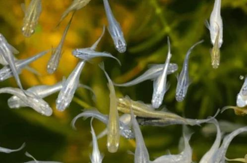 Medaka (vijver) visjes - Japanse rijstvisjes Oryzias latipes, Dieren en Toebehoren, Vissen | Aquariumvissen, Zoetwatervis, Vis