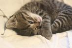 Kittens, Dieren en Toebehoren, Kater, Ontwormd, 0 tot 2 jaar