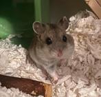 Jonge handtamme Chinese dwerghamsters kinderen gewend, Hamster, Augustus, Meerdere dieren, Tam