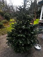 Nordman kerstboom, ca. 2,30m - Voor 35 €!, Tuin en Terras, Planten | Bomen, Ophalen, Halfschaduw, Overige soorten, 100 tot 250 cm