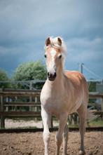 Haflinger merrieveulen, Dieren en Toebehoren, Pony's, E pony (1.48m - 1.57m), 0 tot 2 jaar, Onbeleerd, Recreatiepony