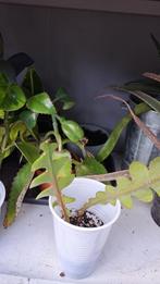Zaagcactus, Ophalen, Overige soorten, Minder dan 100 cm
