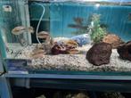 Cichlasoma Salvini Cichliden, Dieren en Toebehoren, Vissen | Aquariumvissen, Vis, Zoetwatervis