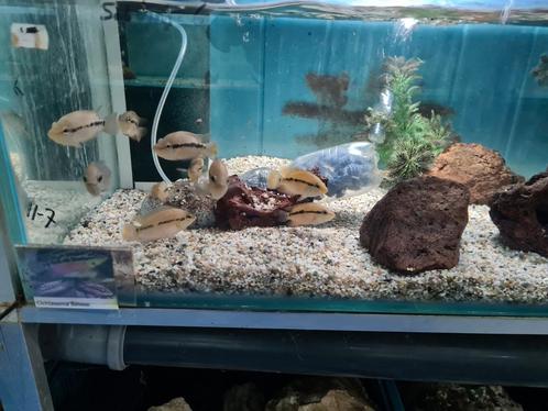 Cichlasoma Salvini Cichliden, Dieren en Toebehoren, Vissen | Aquariumvissen, Zoetwatervis, Vis