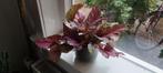 Begonia Rex - Kleurrijke Kamerplant, Ophalen, Overige soorten, Halfschaduw, In pot