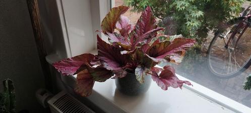 Begonia Rex - Kleurrijke Kamerplant, Huis en Inrichting, Kamerplanten, Overige soorten, Minder dan 100 cm, Groene kamerplant, Halfschaduw