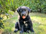 BOULAB PUPS - Labrador x Benner sennen, Rabiës (hondsdolheid), 8 tot 15 weken, Groot, Meerdere