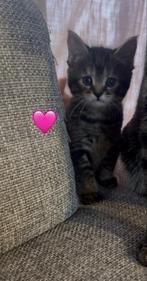 Maine coon kittens, Dieren en Toebehoren, Katten en Kittens | Overige Katten, Meerdere dieren
