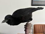 Opgezette kraai (zonder steen), Verzamelen, Dierenverzamelingen, Ophalen, Nieuw, Vogel, Opgezet dier