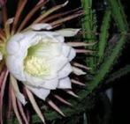 stekken van Epiphyllum soorten --, Tuin en Terras, Planten | Tuinplanten, Ophalen, Zomer, Overige soorten, Volle zon