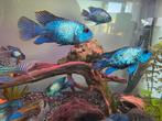 12 Electric blue Acara's - 3 euro p.s., Vis, Zoetwatervis