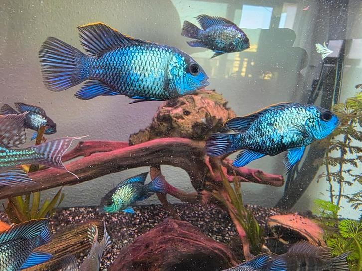 12 Electric blue Acara's - 3 euro p.s., Dieren en Toebehoren, Vissen | Aquariumvissen, Zoetwatervis, Vis