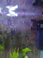 Blue angel molly s, Dieren en Toebehoren, Vissen | Aquariumvissen, Vis
