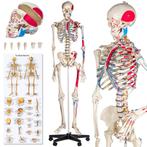 Professioneel Gedetailleerd Menselijk Anatomiemodel Skelet!, Ophalen of Verzenden, Nieuw
