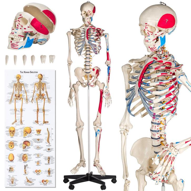 Professioneel Gedetailleerd Menselijk Anatomiemodel Skelet!, Sport en Fitness, Massageproducten, Nieuw, Ophalen of Verzenden