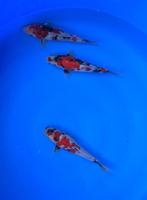 Showa van Izumiya | Koikarpers  | Tosai vissen, Karper of Koi