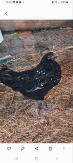 2 kriel hennetjes, Dieren en Toebehoren, Vrouwelijk, Kip