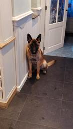 Herder, Dieren en Toebehoren, Honden | Herdershonden en Veedrijvers, Reu, 1 tot 2 jaar, Parvo, Eén hond