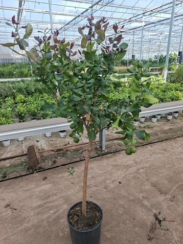 Citrus lemon

Met vruchten !

1.50mtr. beschikbaar voor biedingen