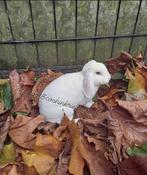 Rex dwerghangoor wit blauwoog wegens stoppen direct weg mag, Meerdere dieren, Dwerg